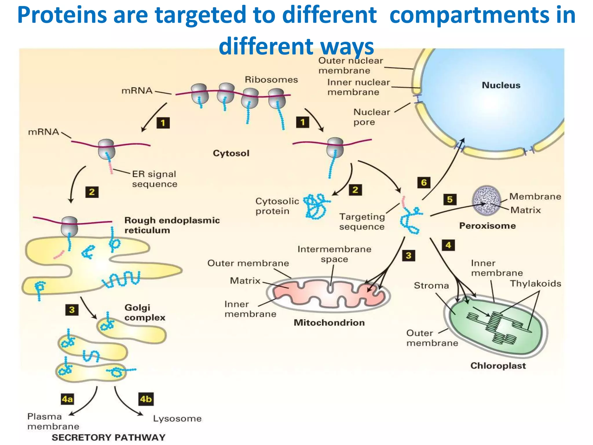 Proteins are targeted to different compartments in
different ways
 