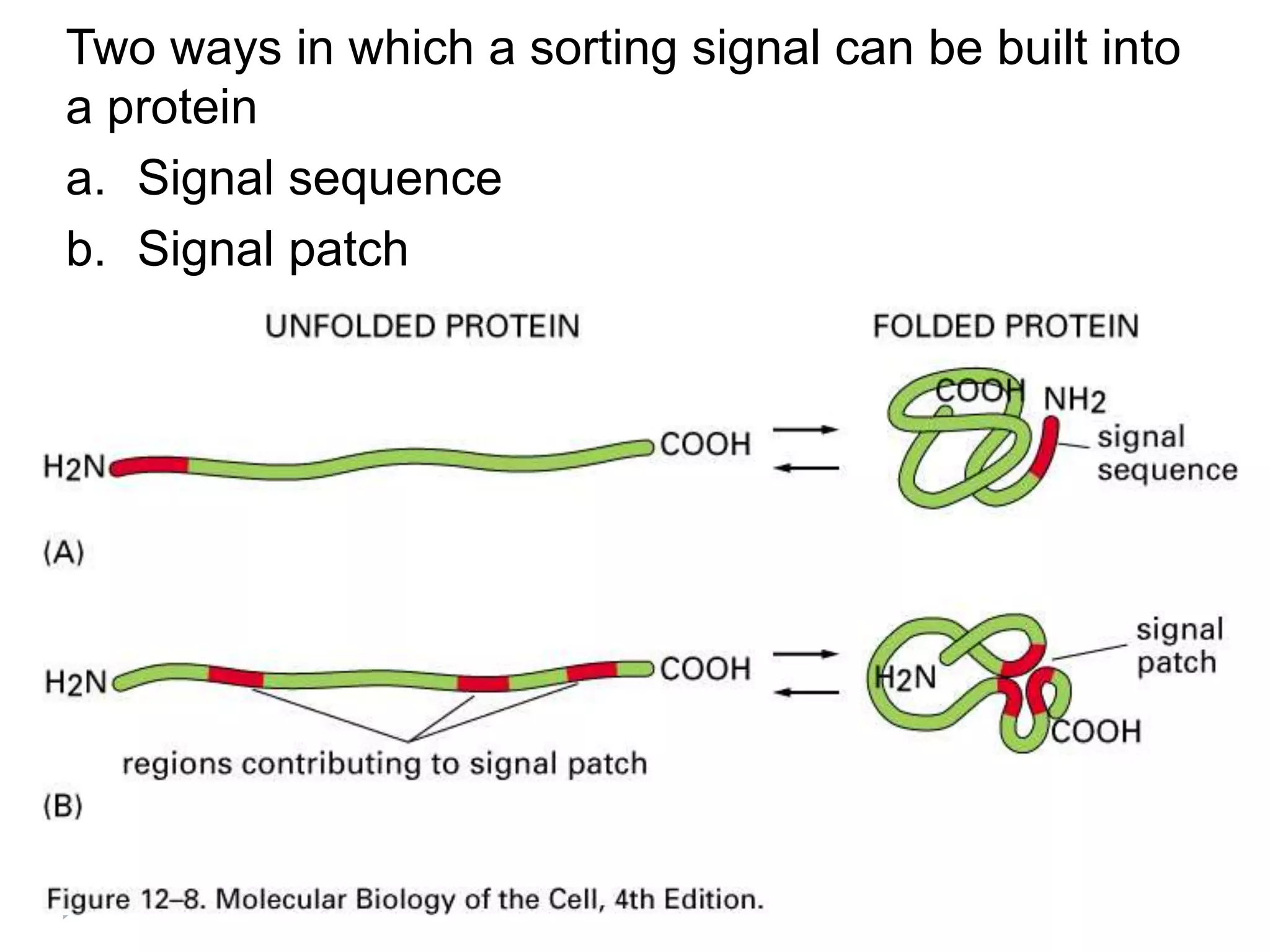 Two ways in which a sorting signal can be built into
a protein
a. Signal sequence
b. Signal patch
 