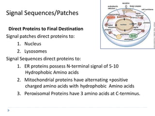 Signal Sequences/Patches
Direct Proteins to Final Destination
Signal patches direct proteins to:
1. Nucleus
2. Lysosomes
Signal Sequences direct proteins to:
1. ER proteins possess N-terminal signal of 5-10
Hydrophobic Amino acids
2. Mitochondrial proteins have alternating +positive
charged amino acids with hydrophobic Amino acids
3. Peroxisomal Proteins have 3 amino acids at C-terminus.
 