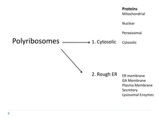 Polyribosomes 1. Cytosolic
2. Rough ER
Proteins
Mitochondrial
Nuclear
Peroxisomal
Cytosolic
ER membrane
GA Membrane
Plasma Membrane
Secretory
Lysosomal Enzymes
 