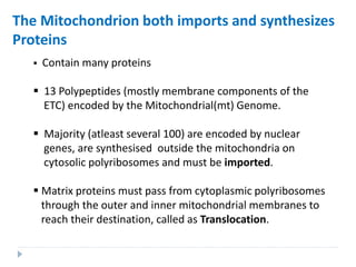 The Mitochondrion both imports and synthesizes
Proteins
 Contain many proteins
 13 Polypeptides (mostly membrane components of the
ETC) encoded by the Mitochondrial(mt) Genome.
 Majority (atleast several 100) are encoded by nuclear
genes, are synthesised outside the mitochondria on
cytosolic polyribosomes and must be imported.
 Matrix proteins must pass from cytoplasmic polyribosomes
through the outer and inner mitochondrial membranes to
reach their destination, called as Translocation.
 