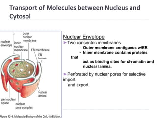 Transport of Molecules between Nucleus and
Cytosol
Nuclear Envelope
►Two concentric membranes
- Outer membrane contiguous w/ER
- Inner membrane contains proteins
that
act as binding sites for chromatin and
nuclear lamina.
►Perforated by nuclear pores for selective
import
and export
 