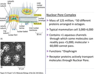 Nuclear Pore Complex
►Mass of 125 million; ~50 different
proteins arranged in octagon.
►Typical mammalian cell 3,000-4,000
►Contains >1 aqueous channels
through which some molecules can
readily pass <5,000; molecular >
60,000 cannot pass.
►Functions ~Diaphragm
►Receptor proteins actively transport
molecules through Nuclear Pore.
 