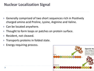 Nuclear Localization Signal
 Generally comprised of two short sequences rich in Positively
charged amino acid Proline, Lysine, Arginine and Valine.
 Can be located anywhere.
 Thought to form loops or patches on protein surface.
 Resident, not cleaved.
 Transports proteins in folded state.
 Energy requiring process.
 