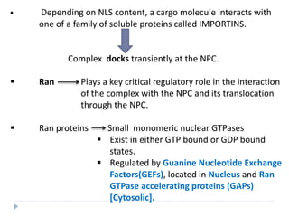  Depending on NLS content, a cargo molecule interacts with
one of a family of soluble proteins called IMPORTINS.
Complex docks transiently at the NPC.
 Ran Plays a key critical regulatory role in the interaction
of the complex with the NPC and its translocation
through the NPC.
 Ran proteins Small monomeric nuclear GTPases
 Exist in either GTP bound or GDP bound
states.
 Regulated by Guanine Nucleotide Exchange
Factors(GEFs), located in Nucleus and Ran
GTPase accelerating proteins (GAPs)
[Cytosolic].
 