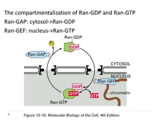 The compartmentalization of Ran-GDP and Ran-GTP
Ran-GAP: cytosol->Ran-GDP
Ran-GEF: nucleus->Ran-GTP
 