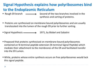 Signal Hypothesis explains how polyribosomes bind
to the Endoplasmic Reticulum
 Rough ER branch Second of the two branches involved in the
synthesis and sorting of proteins.
 Proteins are synthesised on membrane bound polyribosomes and are usually
translocated into the lumen of the rough ER prior to further sorting.
 Signal Hypothesis 1971, by Blobel and Sabatini
 Proposed that proteins synthesised on membrane bound polyribosomes
contained an N-terminal peptide extension (N-terminal Signal Peptide) which
mediate their attachment to the membranes of the ER and facilitated transfer
into the ER Lumen.
 While, proteins whose entire synthesis occurs on free polyribosomes would lack
this signal peptide.
 