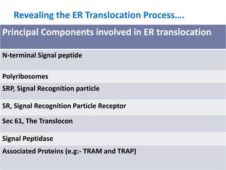 Revealing the ER Translocation Process….
Principal Components involved in ER translocation
N-terminal Signal peptide
Polyribosomes
SRP, Signal Recognition particle
SR, Signal Recognition Particle Receptor
Sec 61, The Translocon
Signal Peptidase
Associated Proteins (e.g:- TRAM and TRAP)
 