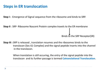 Steps in ER translocation
Step I : Emergence of Signal sequence from the ribosome and binds to SRP.
Step II : SRP- Ribosome Nascent Protein complex travels to the ER membrane
Binds to the SRP Receptor(SR)
Step III : SRP is released , translation resumes and the ribosomes binds to the
translocon (Sec 61 Complex) and the signal peptide inserts into the channel
in the translocon.
When translation is still occuring, the entry of the signal peptide into the
translocon and its further passage is termed Cotranslational Translocation.
 