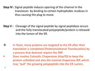 Step IV : Signal peptide induces opening of the channel in the
translocon by binding to certain hydrophobic residues in
thus causing the plug to move.
Step V : Cleavage of the signal peptide by signal peptidase occurs
and the fully translocated polypeptide/protein is released
into the lumen of the ER.
 In Yeast, many proteins are targeted to the ER after their
translation is completed (Posttranslational Translocation) by
a process that doesnot require the SRP.
 Does involve Cytosolic Chaperones (Hsp70) to keep the
protein unfolded and also the luminal chaperone BiP, which
may “pull” the growing polypeptide into the ER Lumen.
 