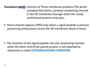 Translocon Consists of Three membrane proteins (The Sec61
complex) that forms a protein conducting channel
in the ER membrane thorugh which the newly
synthesised proteins may pass.
 These channel appears OPEN only when a signal peptide is present
preserving conductance across the ER membrane when it closes.
 The insertion of the signal peptide into the conducting channel,
while the other end of the parent protein is still attached to
ribosomes is called COTRANSLATIONAL INSERTION.
 