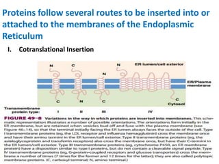 Proteins follow several routes to be inserted into or
attached to the membranes of the Endoplasmic
Reticulum
I. Cotranslational Insertion
 