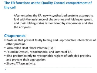 The ER functions as the Quality Control compartment of
the cell
After entering the ER, newly synthesized proteins attempt to
fold with the assistance of chaperones and folding enzymes,
and their folding status is monitored by chaperones and also
the enzymes.
Chaperones
 Proteins that prevent faulty folding and unproductive interactions of
other proteins.
 Also called Heat Shock Protein (Hsp)
 Found in Cytosol, Mitochondria, and Lumen of ER.
 Bind predominantly to hydrophobic regions of unfolded proteins
and prevent their aggregation.
 Shows ATPase activity.
 