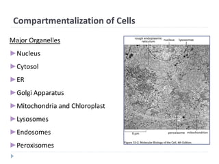 Compartmentalization of Cells
Major Organelles
►Nucleus
►Cytosol
►ER
►Golgi Apparatus
►Mitochondria and Chloroplast
►Lysosomes
►Endosomes
►Peroxisomes
 