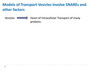 Models of Transport Vesicles involve SNAREs and
other factors
Vesicles Heart of Intracellular Transport of many
proteins.
 