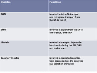 Vesicles Functions
COPI Involved in intra-GA transport
and retrograde transport from
the GA to the ER
COPII Involved in export from the ER to
either ERGIC or the GA
Clathrin Involved in transport in post-GA
locations including the PM, TGN
and endosomes
Secretory Vesicles Involved in regulated secretion
from organs such as the pancreas
(eg, secretion of insulin)
 