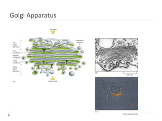 Golgi Apparatus
 