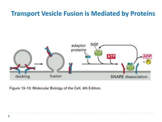 Transport Vesicle Fusion is Mediated by Proteins
 
