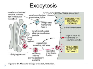 Exocytosis
 