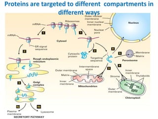 Proteins are targeted to different compartments in
different ways
 