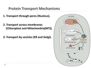 Protein Transport Mechanisms
1. Transport through pores (Nucleus).
2. Transport across membranes
(Chloroplast and Mitochondria[MT]).
3. Transport by vesicles (ER and Golgi).
 