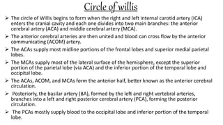 Circle of willis
 The circle of Willis begins to form when the right and left internal carotid artery (ICA)
enters the cranial cavity and each one divides into two main branches: the anterior
cerebral artery (ACA) and middle cerebral artery (MCA).
 The anterior cerebral arteries are then united and blood can cross flow by the anterior
communicating (ACOM) artery.
 The ACAs supply most midline portions of the frontal lobes and superior medial parietal
lobes.
 The MCAs supply most of the lateral surface of the hemisphere, except the superior
portion of the parietal lobe (via ACA) and the inferior portion of the temporal lobe and
occipital lobe.
 The ACAs, ACOM, and MCAs form the anterior half, better known as the anterior cerebral
circulation.
 Posteriorly, the basilar artery (BA), formed by the left and right vertebral arteries,
branches into a left and right posterior cerebral artery (PCA), forming the posterior
circulation.
 The PCAs mostly supply blood to the occipital lobe and inferior portion of the temporal
lobe.
 
