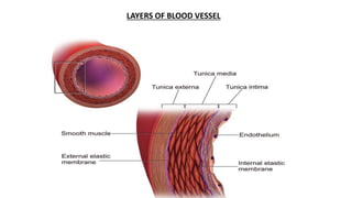 LAYERS OF BLOOD VESSEL
 