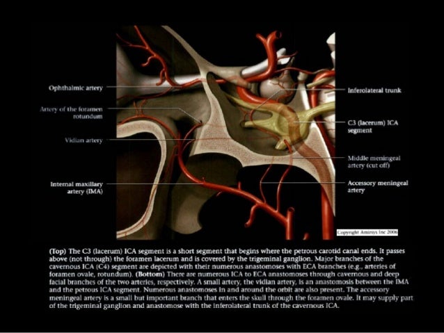 Internal Carotid Artery and Normal Variants