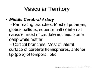 Vascular Territory
• Middle Cerebral Artery
- Perforating branches: Most of putamen,
globus pallidus, superior half of internal
capsule, most of caudate nucleus, some
deep white matter
- Cortical branches: Most of lateral
surface of cerebral hemispheres, anterior
tip (pole) of temporal lobe

 