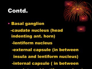Contd. Basal ganglion -caudate nucleus (head indenting ant. horn) -lentiform nucleus -external capsule (in between  insula and lentiform nucleus) -internal capsule ( in between  caudate and lentiform nucleus)  