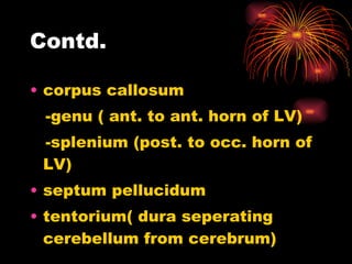 Contd. corpus callosum -genu ( ant. to ant. horn of LV) -splenium (post. to occ. horn of LV)  septum pellucidum tentorium( dura seperating cerebellum from cerebrum)  