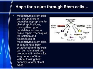 Hope for a cure through Stem cells… Mesenchymal stem cells can be obtained in quantities appropriate for clinical applications, making them good candidates for use in tissue repair. Techniques for isolation and amplification of mesenchymal stem cells in culture have been established and the cells can be maintained and propagated in culture for long periods of time, without loosing their capacity to form all cell types. 