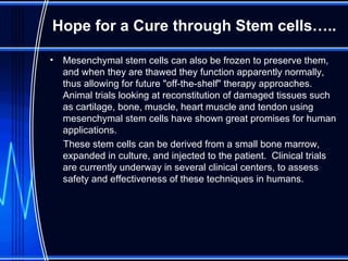 Hope for a Cure through Stem cells….. Mesenchymal stem cells can also be frozen to preserve them, and when they are thawed they function apparently normally, thus allowing for future "off-the-shelf" therapy approaches. Animal trials looking at reconstitution of damaged tissues such as cartilage, bone, muscle, heart muscle and tendon using mesenchymal stem cells have shown great promises for human applications.  These stem cells can be derived from a small bone marrow, expanded in culture, and injected to the patient.  Clinical trials are currently underway in several clinical centers, to assess safety and effectiveness of these techniques in humans.  