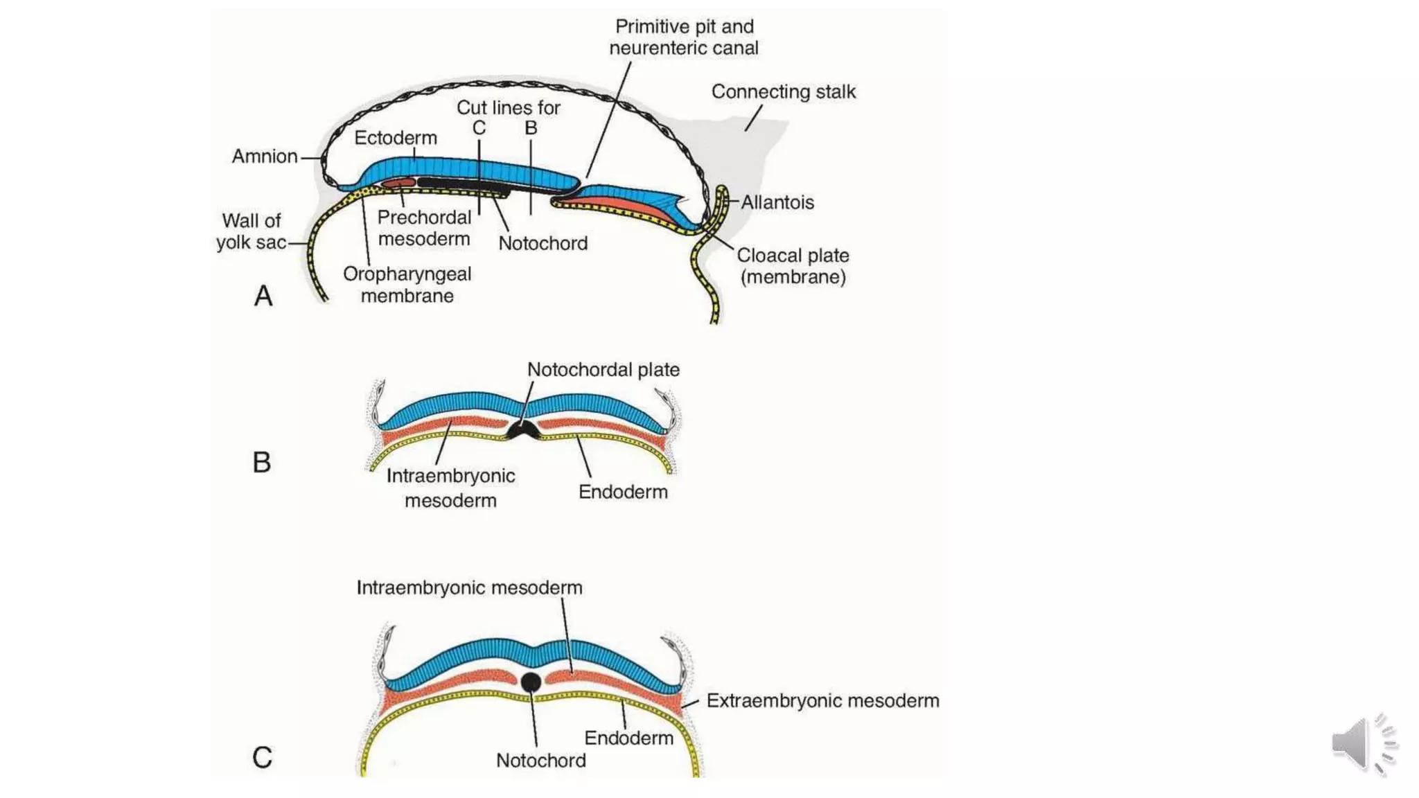 Intraembryonic mesoderm | PPTX