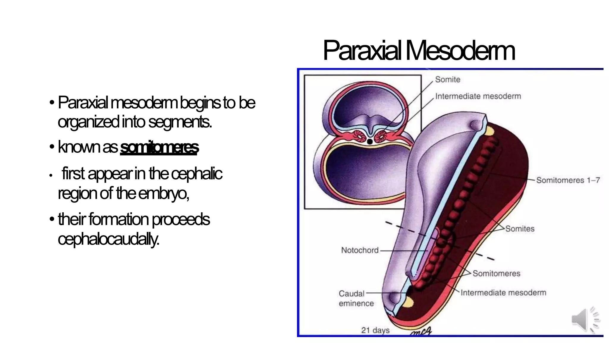 Intraembryonic mesoderm | PPTX