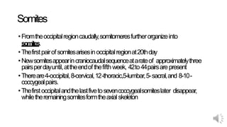 Somites
•Fromtheoccipitalregioncaudally,somitomeresfurtherorganizeinto
somites.
•Thefirstpairofsomitesarisesinoccipitalregionat20thday
•Newsomitesappearincraniocaudalsequenceatarateof approximatelythree
pairsperdayuntil,attheendofthefifthweek, 42to44pairsarepresent
•Thereare4-occipital,8-cervical,12-thoracic,5-lumbar,5-sacral,and 8-10-
coccygealpairs.
•Thefirstoccipitalandthelastfivetosevencoccygealsomiteslater disappear,
whiletheremainingsomitesformtheaxial skeleton
 