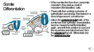 Somite
Differentiation
•Whensomitesfirstformfrom presomitic
mesoderm,theyexistas aballof
mesoderm(fibroblastlike) cells.
•Thesecellsthenundergoaprocess of
epithelizationandarrange themselvesina
donutshapearound asmalllumen
•cellsintheventralandmedialwalls ofthe
somitelosetheirepithelial characteristics,
become mesenchymal(fibroblastlike)
again, andshifttheirpositiontosurround
theneuraltubeandnotochordand form
thesclerotomethatwill differentiateinto
thevertebraeandribs
 