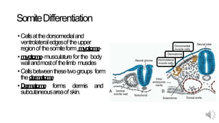 SomiteDifferentiation
•Cellsatthedorsomedialand
ventrolateraledgesoftheupper
regionofthesomiteform myotome-
•myotome-musculaturefor the body
wallandmostofthelimb muscles
•Cellsbetweenthesetwogroups form
thedermatome
•Dermatome forms dermis and
subcutaneousareaof skin.
 