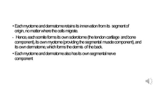 •Eachmyotomeanddermatomeretainsitsinnervationfromits segmentof
origin,nomatterwherethecellsmigrate.
• Hence,eachsomiteformsitsownsclerotome(thetendoncartilage andbone
component),itsownmyotome(providingthesegmental musclecomponent),and
itsowndermatome,whichformsthedermis oftheback.
•Eachmyotomeanddermatomealsohasitsownsegmentalnerve
component
 
