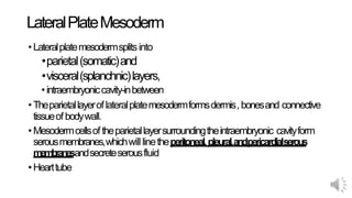LateralPlateMesoderm
•Lateralplatemesodermsplitsinto
•parietal(somatic)and
•visceral(splanchnic)layers,
•intraembryoniccavity-inbetween
•Theparietallayeroflateralplatemesodermformsdermis,bonesand connective
tissueofbodywall.
•Mesodermcellsoftheparietallayersurroundingtheintraembryonic cavityform
serousmembranes,whichwill linetheperitoneal,pleural,andpericardialserous
membranesandsecreteserousfluid
•Hearttube
 