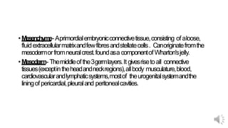 •Mesenchyme-Aprimordialembryonicconnectivetissue,consisting ofaloose,
fluidextracellularmatrixandfewfibresandstellatecells. Canoriginatefromthe
mesodermorfromneuralcrest.foundasa componentofWharton'sjelly.
•Mesoderm- Themiddleofthe3germlayers.It givesrisetoall connective
tissues(exceptintheheadandneckregions),allbody musculature,blood,
cardiovascularandlymphaticsystems,mostof theurogenitalsystemandthe
liningofpericardial,pleuraland peritonealcavities.
 