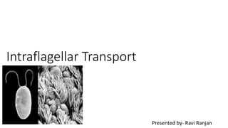 Intraflagellar Transport
Presented by- Ravi Ranjan
 