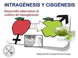 INTRAGÉNESIS Y CISGÉNESIS
Diego Sánchez-Crespo Sánchez-Crespo
Desarrollo alternativo al
cultivo de transgénicos
 