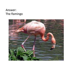 Answer:
The flamingo

 