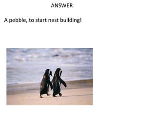 ANSWER
A pebble, to start nest building!

 