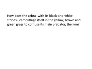 How does the zebra- with its black-and-white
stripes– camouflage itself in the yellow, brown and
green grass to confuse its main predator, the lion?

 