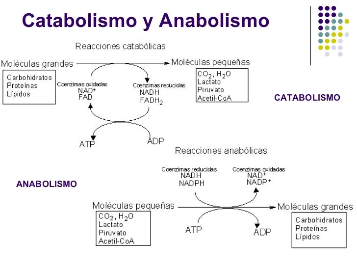 Intralmetabolismo1 2010