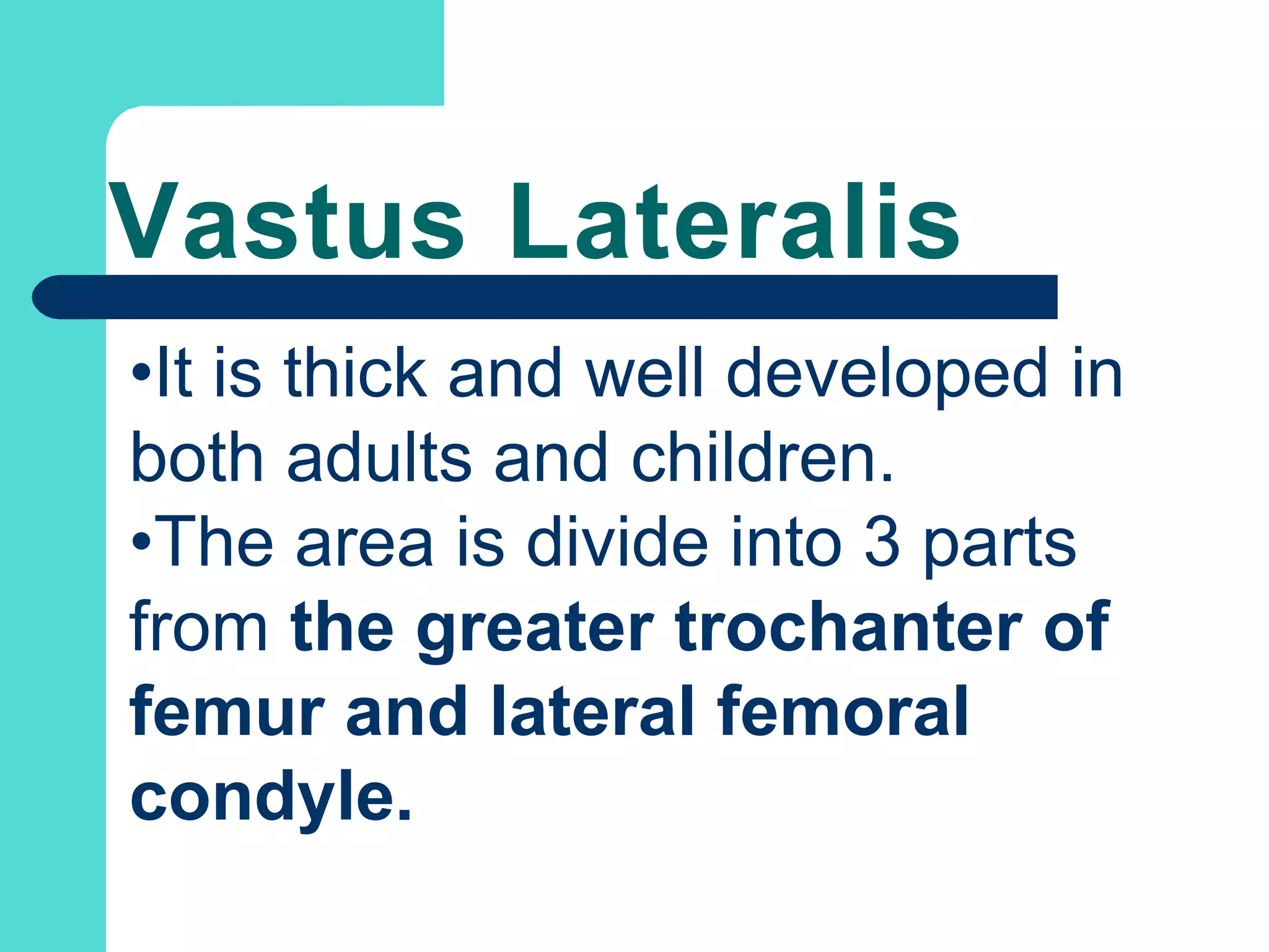 Vastus Lateralis
•It is thick and well developed in
both adults and children.
•The area is divide into 3 parts
from the greater trochanter of
femur and lateral femoral
condyle.
 