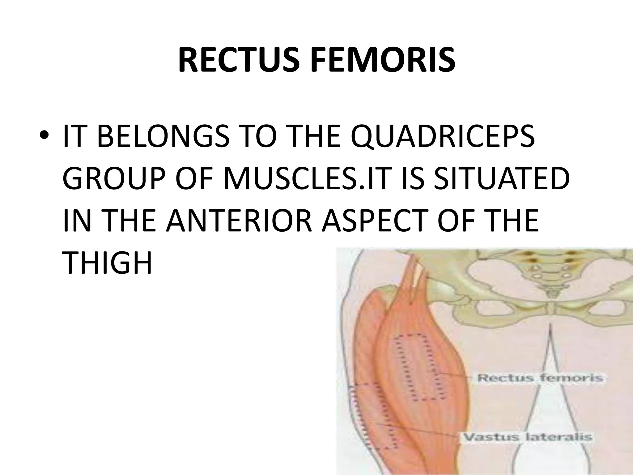 RECTUS FEMORIS
• IT BELONGS TO THE QUADRICEPS
GROUP OF MUSCLES.IT IS SITUATED
IN THE ANTERIOR ASPECT OF THE
THIGH
 