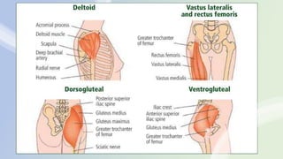 Pcn Injection Muscle INTRA MUSCULAR INJECTION how to give the | PPTX